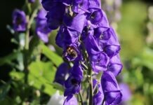 Po co Kominiarzom kapelusz?